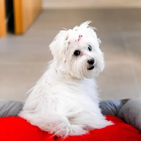 Eumorphia & Apartahotel Skiathos