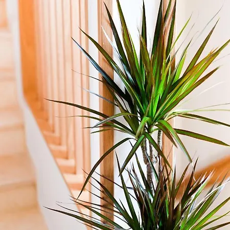 Eumorphia & Aparthotel Skiathos-Stadt