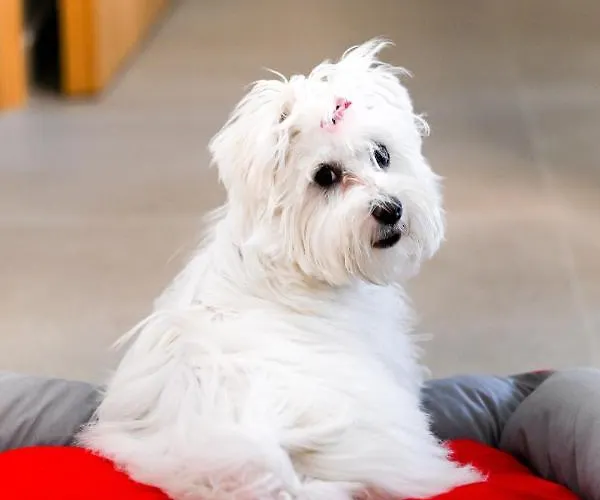 Eumorphia Studios&apartments Aparthotel Città di Skiathos